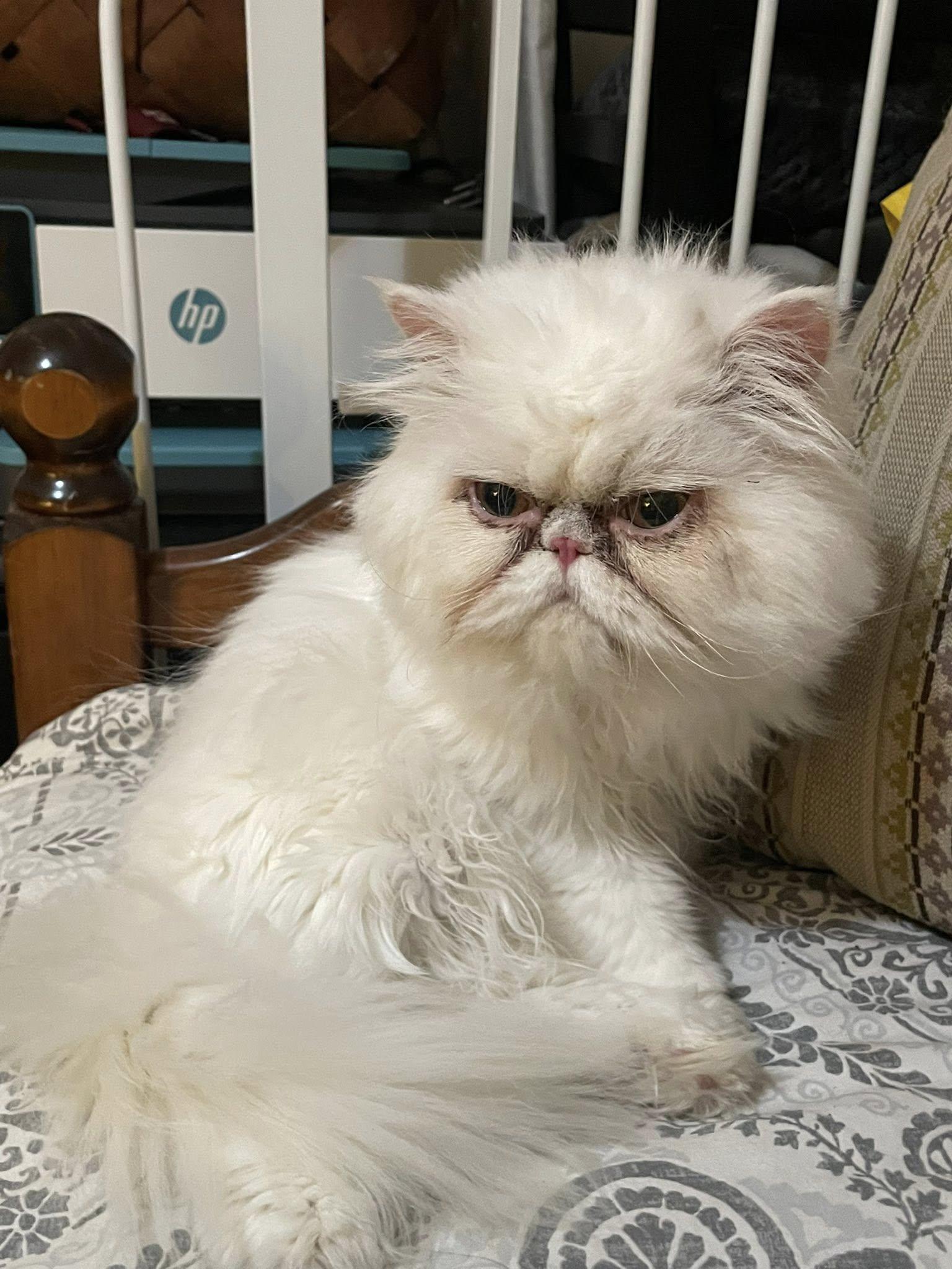 Wilford Brimley thumbnail 4