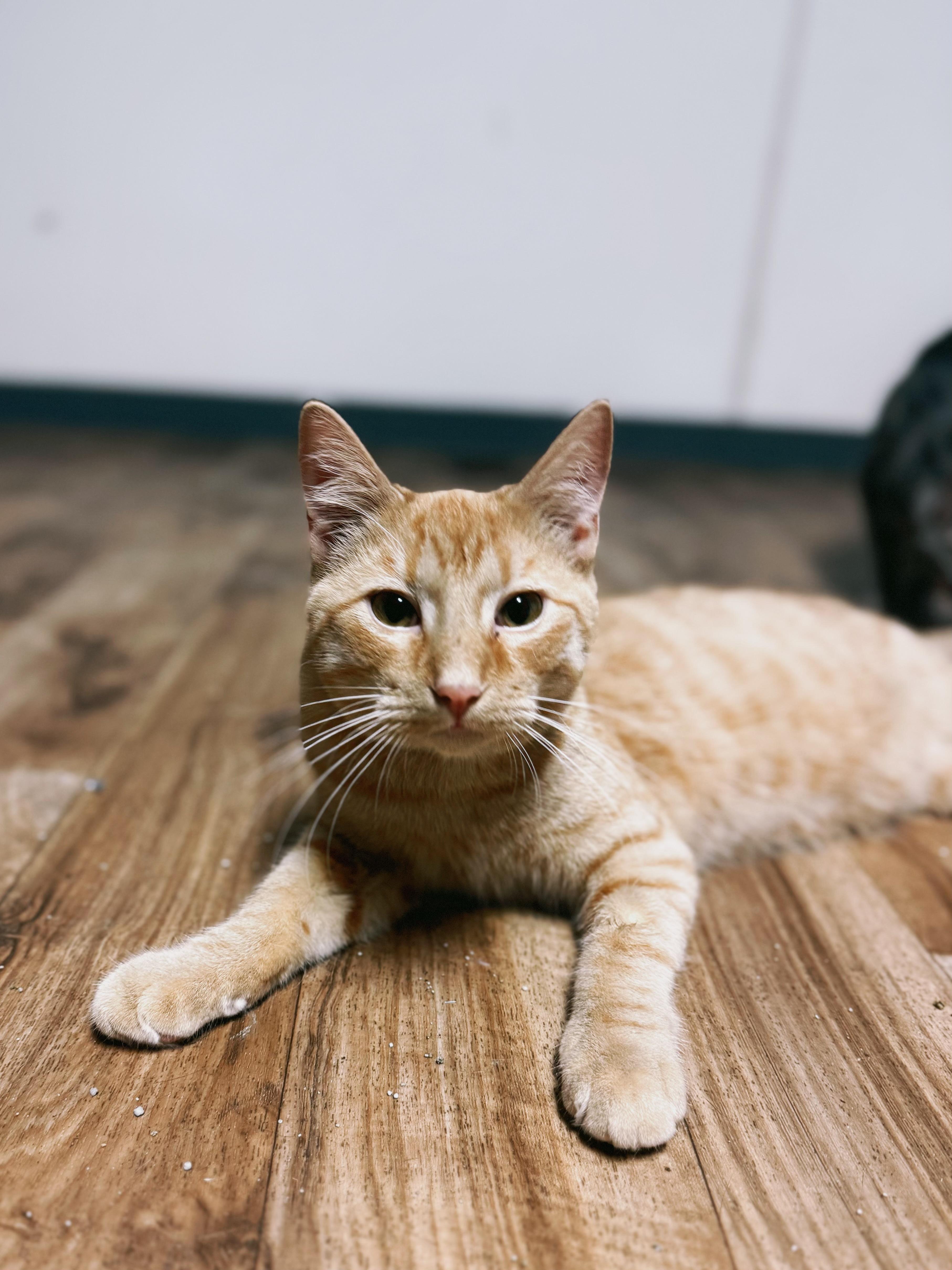 Petey, a Adoptable Domestic Short Hair in Varnville, SC image 1/2