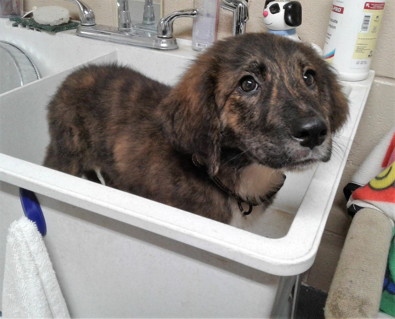 COLE, SPARKY & FLASH need Foster or Forever Homes!, Adopted, Puppy Male Australian Shepherd.