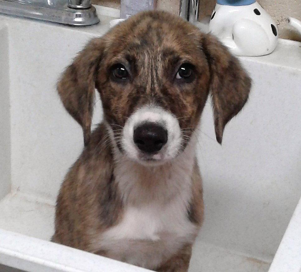 COLE, SPARKY & FLASH need Foster or Forever Homes!, a Adopted Australian Shepherd in Franklin, TN image 2/3