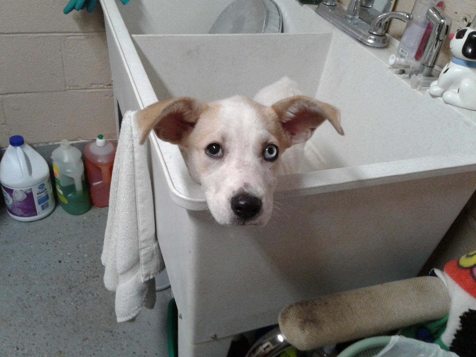 COLE, SPARKY & FLASH need Foster or Forever Homes!, a Adopted Australian Shepherd in Franklin, TN image 3/3