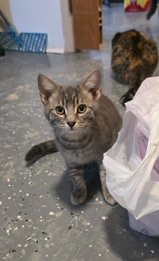 Poppy (Pickles 1), Adoptable, Kitten Female Domestic Short Hair.