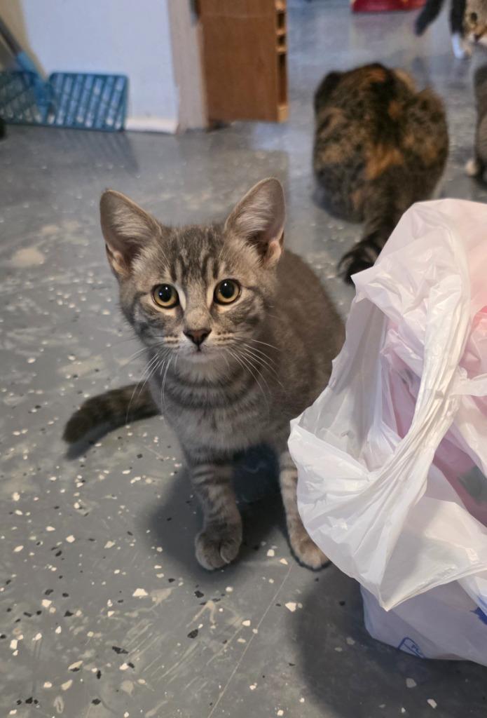 Enlarge Poppy (Pickles 1), a Adoptable mixed breed in Miami, OK image 2/5
