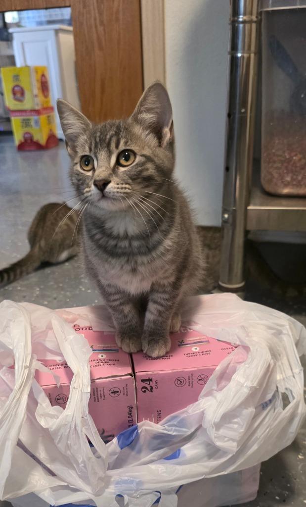 Enlarge Poppy (Pickles 1), a Adoptable mixed breed in Miami, OK image 4/5