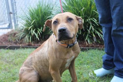 Zoey, Adoptable, Adult Female Retriever & Mixed Breed.