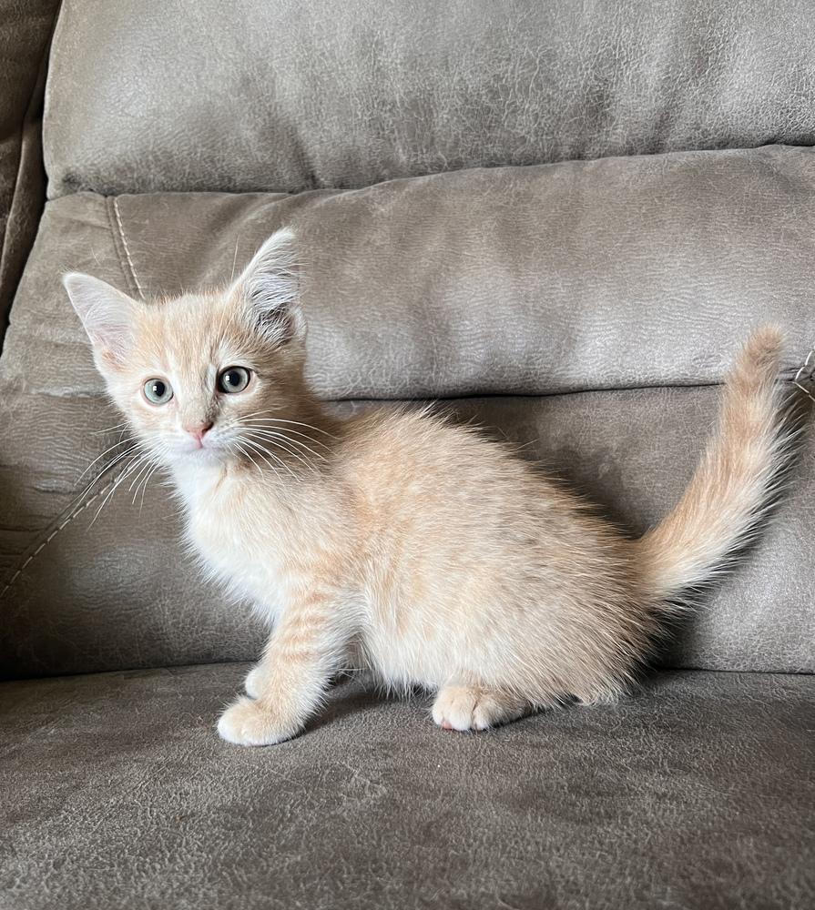 Enlarge Wyatt ~ Available at PetSmart Warsaw, IN!!, a Adoptable Domestic Short Hair in Rochester, IN image 1/1