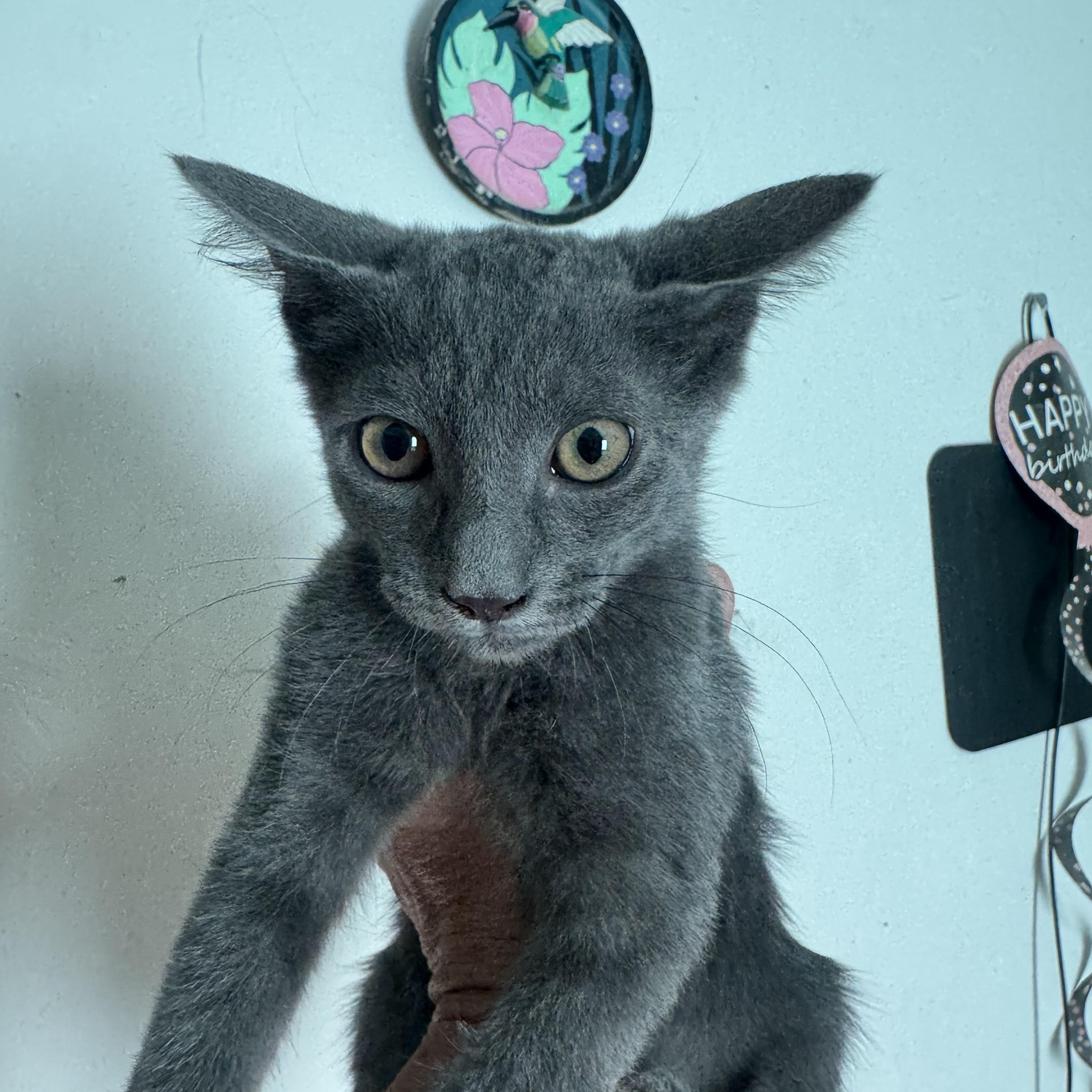 Enlarge Button, a ADOPTABLE mixed breed in San Andreas, CA image 1/1