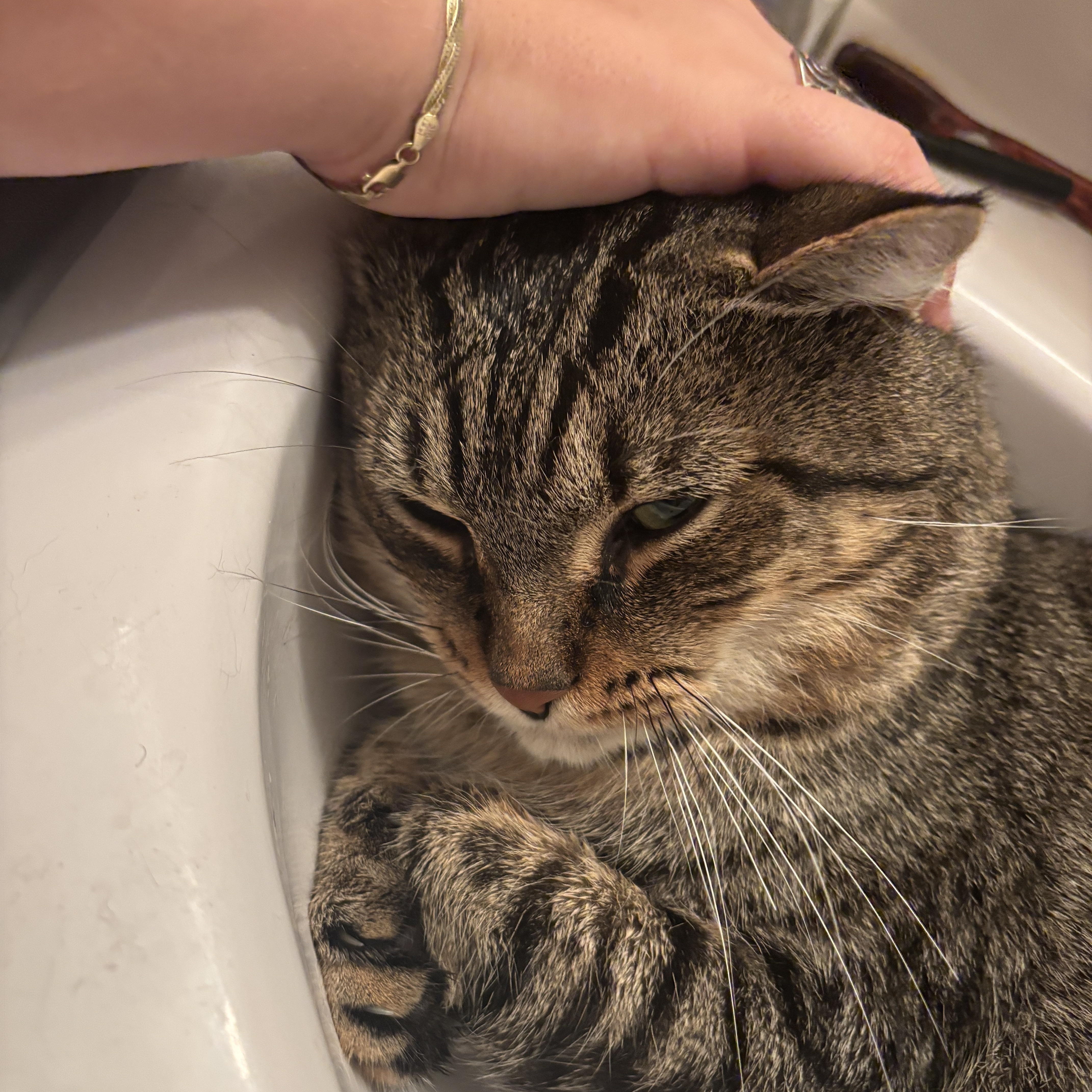 Tobey, a Adoptable American Shorthair in Jersey City, NJ image 2/6