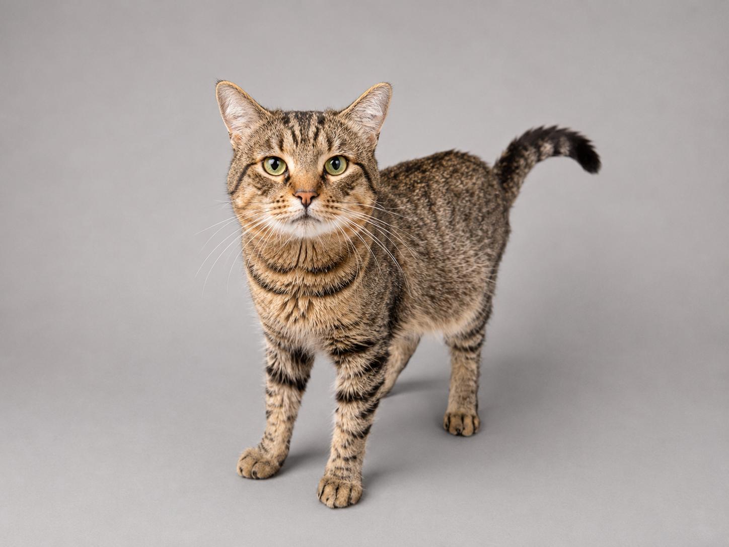 Tobey, a Adoptable American Shorthair in Jersey City, NJ image 5/6
