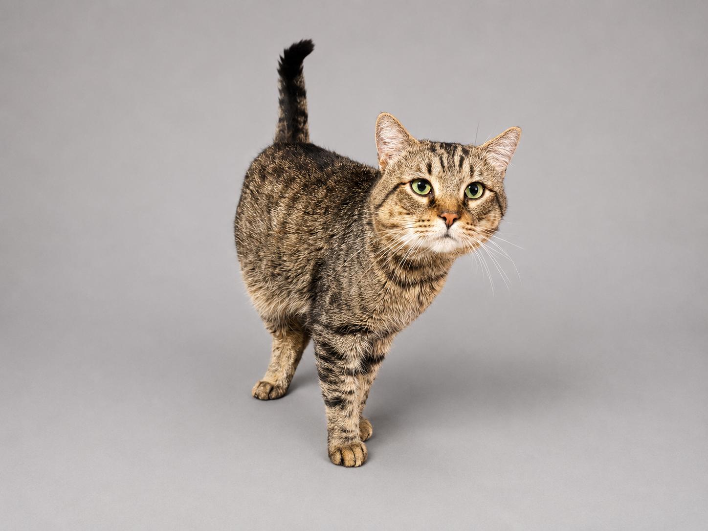 Tobey, a Adoptable American Shorthair in Jersey City, NJ image 6/6