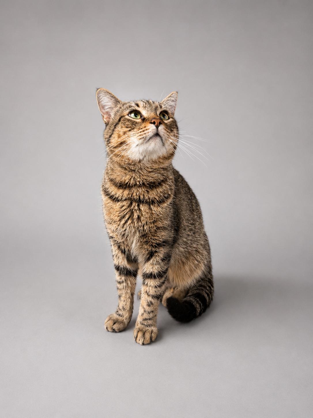 Tobey, a Adoptable American Shorthair in Jersey City, NJ image 4/6
