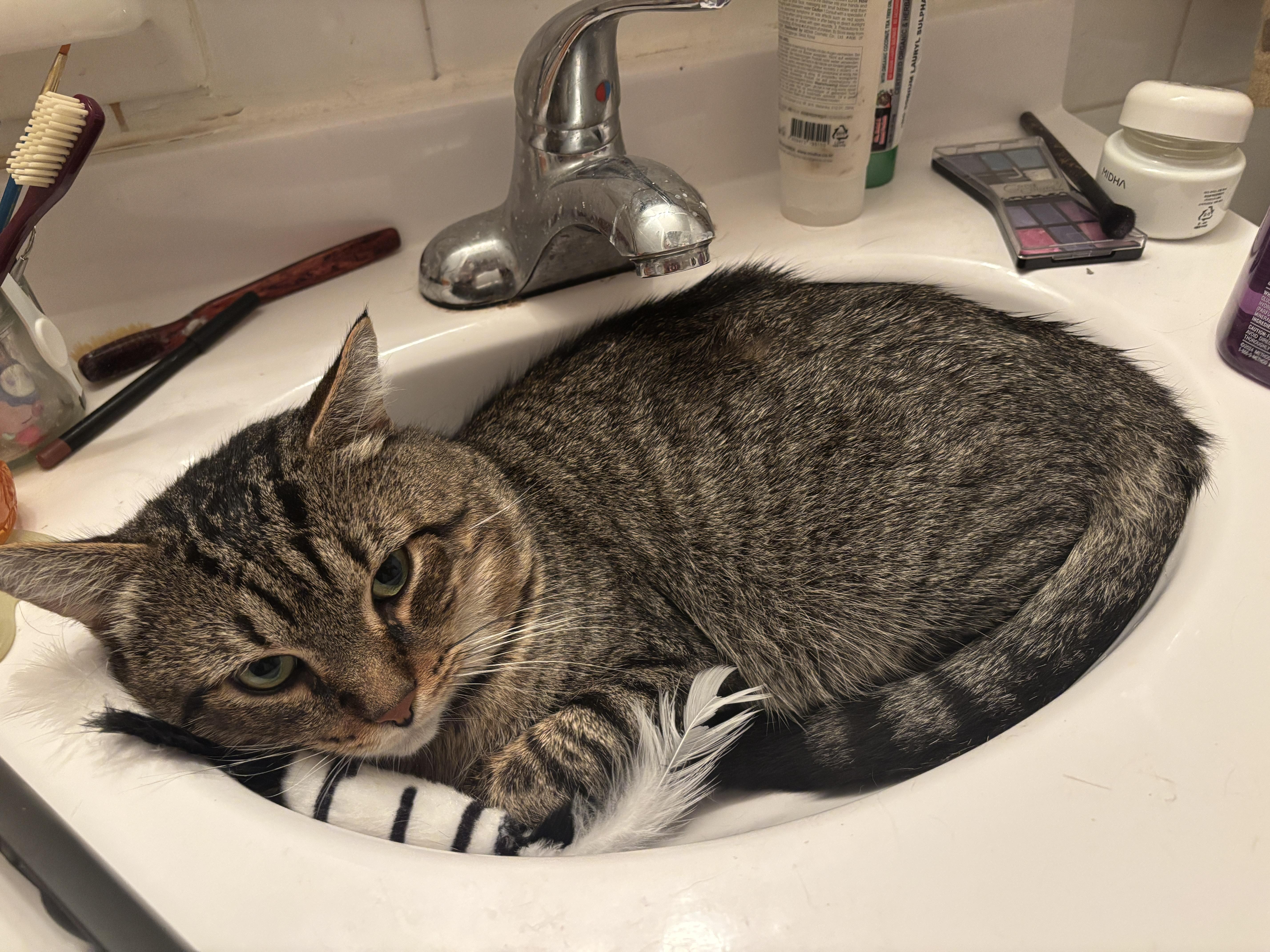Tobey, Adoptable, Young Male American Shorthair.