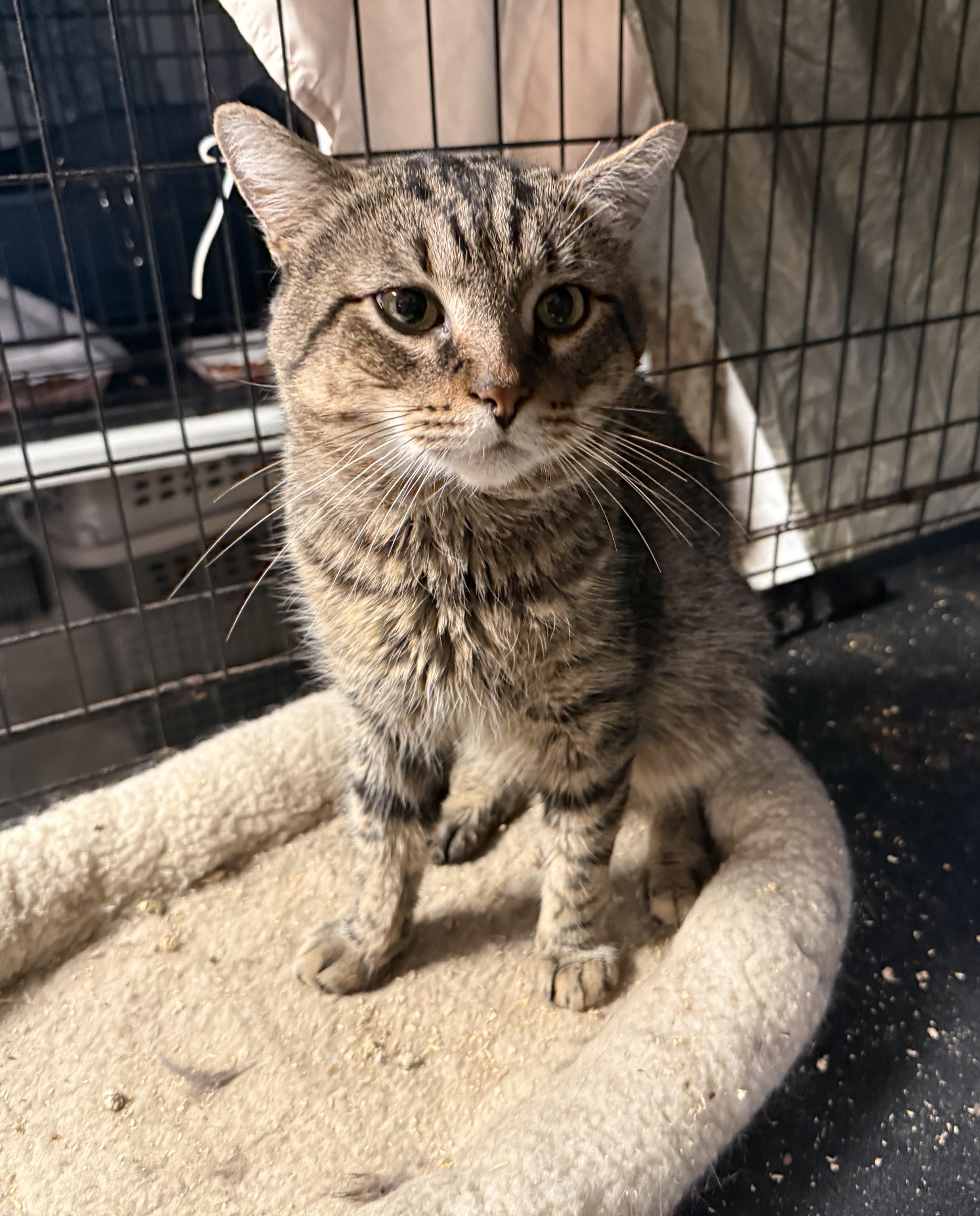 Tobey, a Adoptable American Shorthair in Jersey City, NJ image 3/6