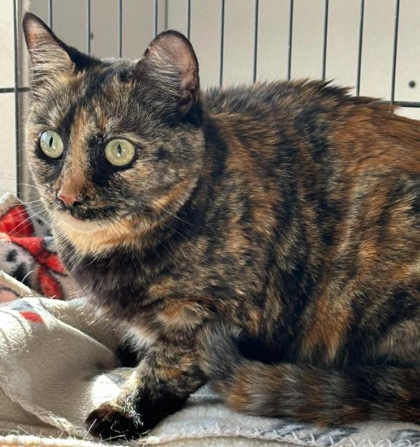 Enlarge Aiko, a Adoptable Tortoiseshell in Duette, FL image 1/1