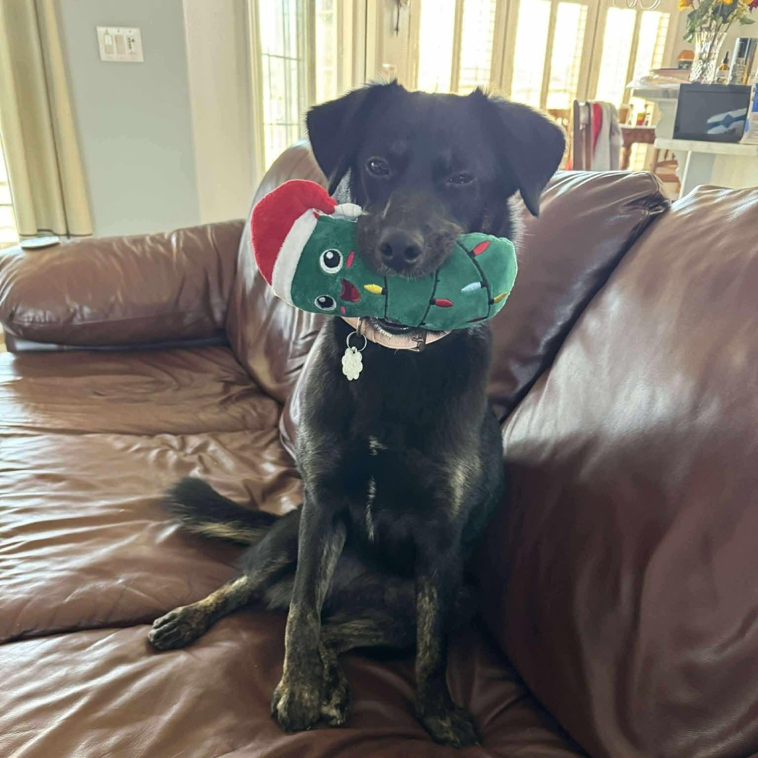 Coco, a Adoptable mixed breed in Foley, AL image 1/4