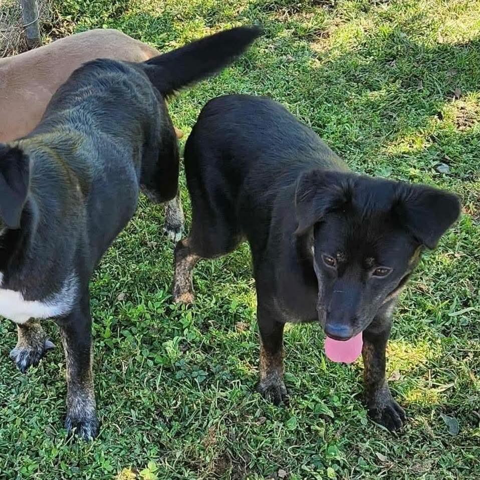 Coco, a Adoptable mixed breed in Foley, AL image 2/4