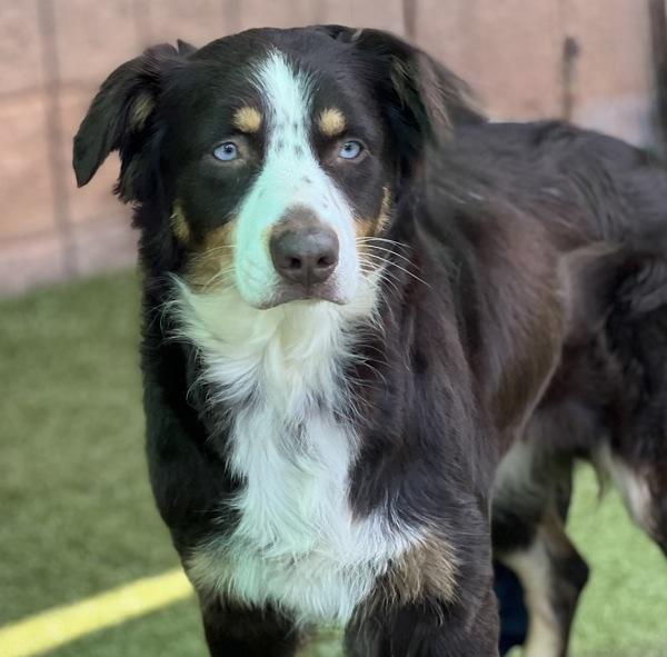 Lilo, Adoptable, Adult Female Australian Shepherd.