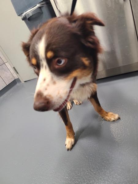 Enlarge Lilo, a Adoptable mixed breed in Canton, GA image 2/2