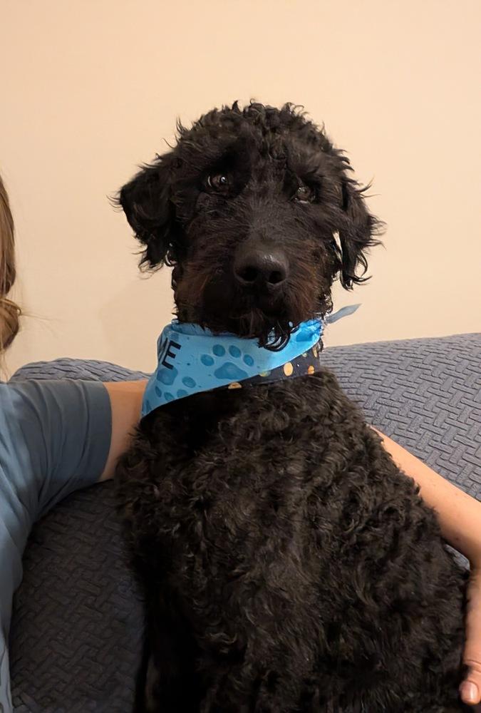Bobby, ADOPTABLE, Young Male Labradoodle.