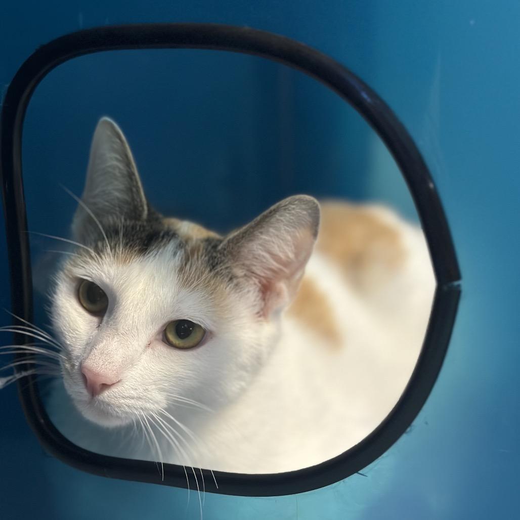 Edna, Adoptable, Adult Female Domestic Short Hair.