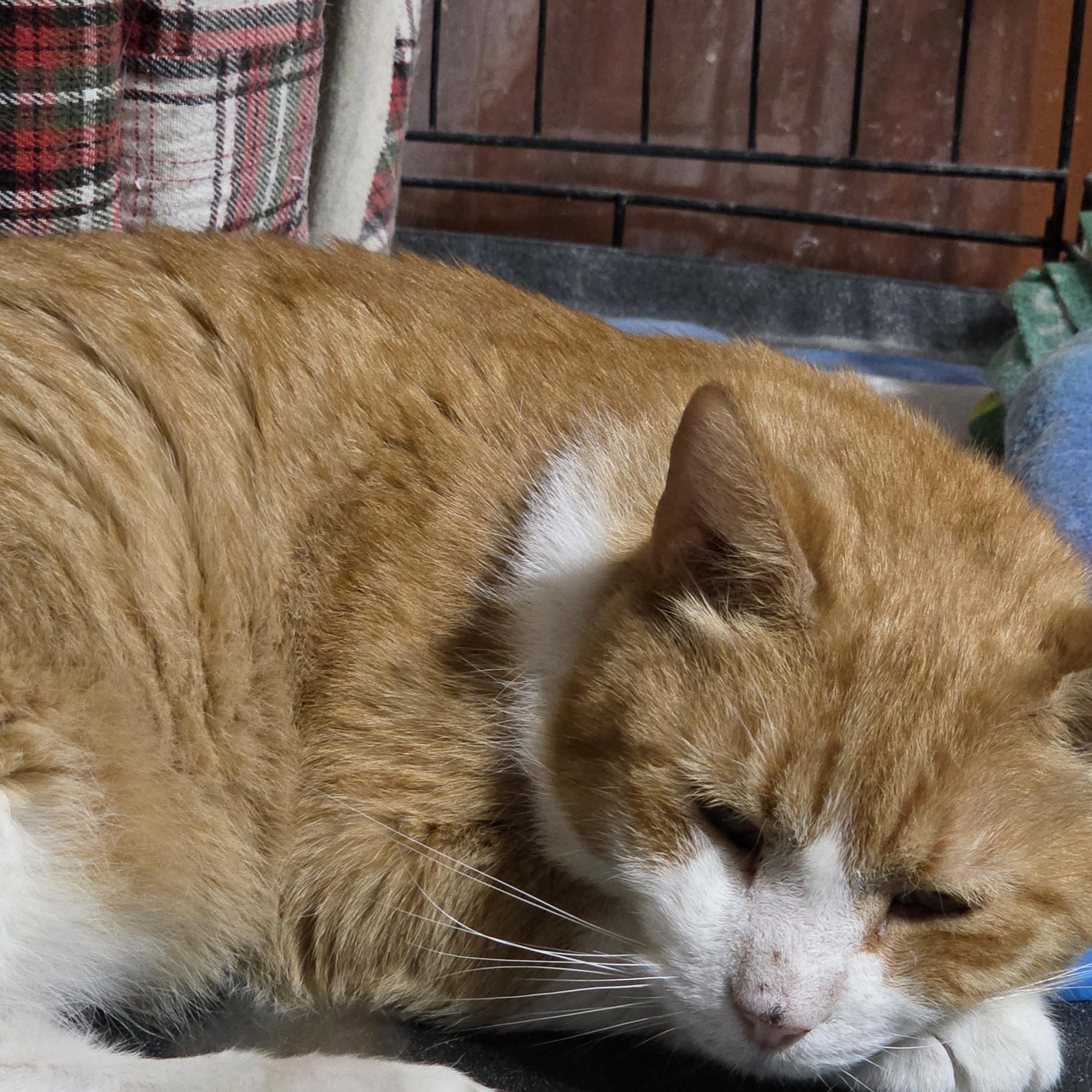 Squeaker, Adoptable, Senior Male Domestic Short Hair.