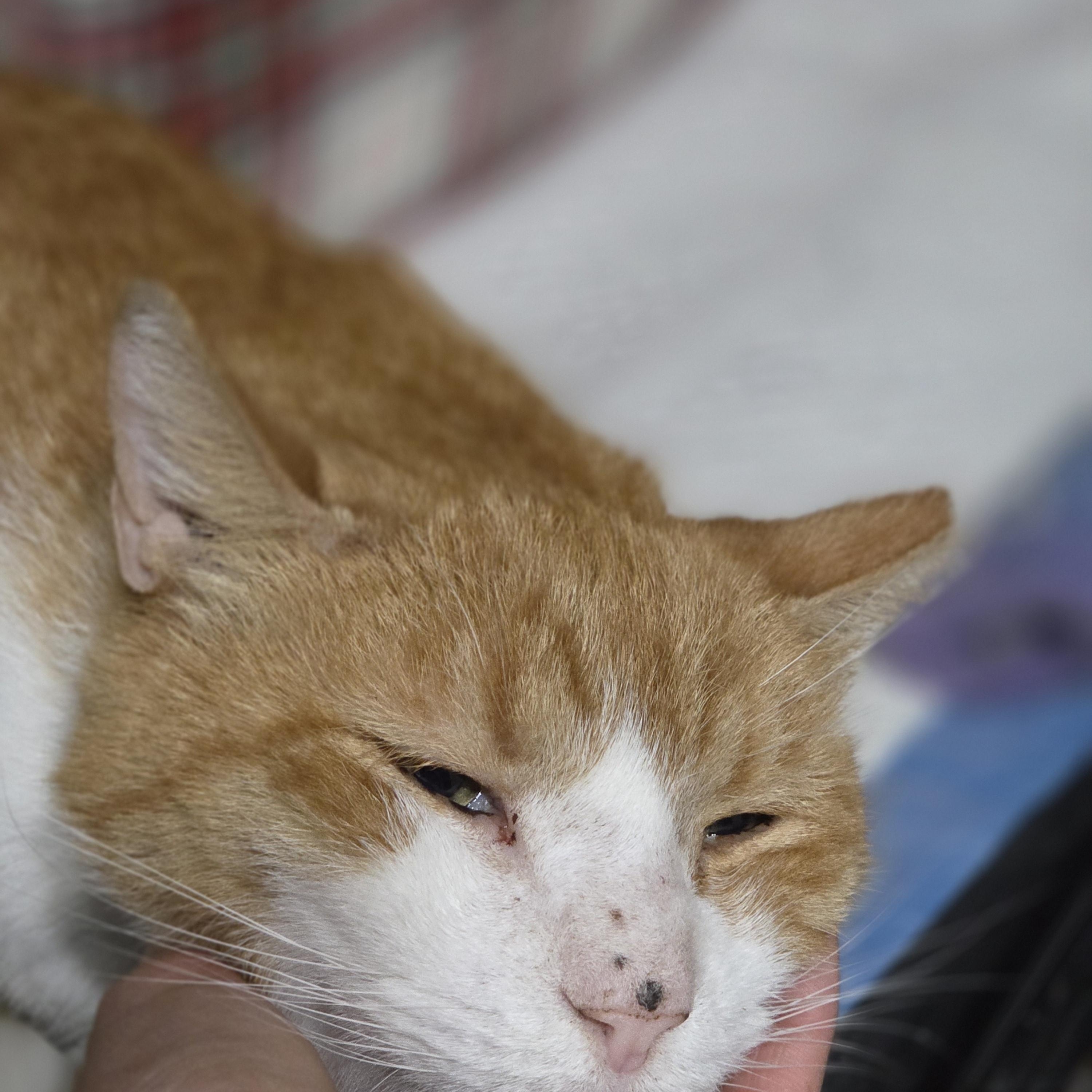 Squeaker, a Adoptable mixed breed in Orlando, FL image 2/4