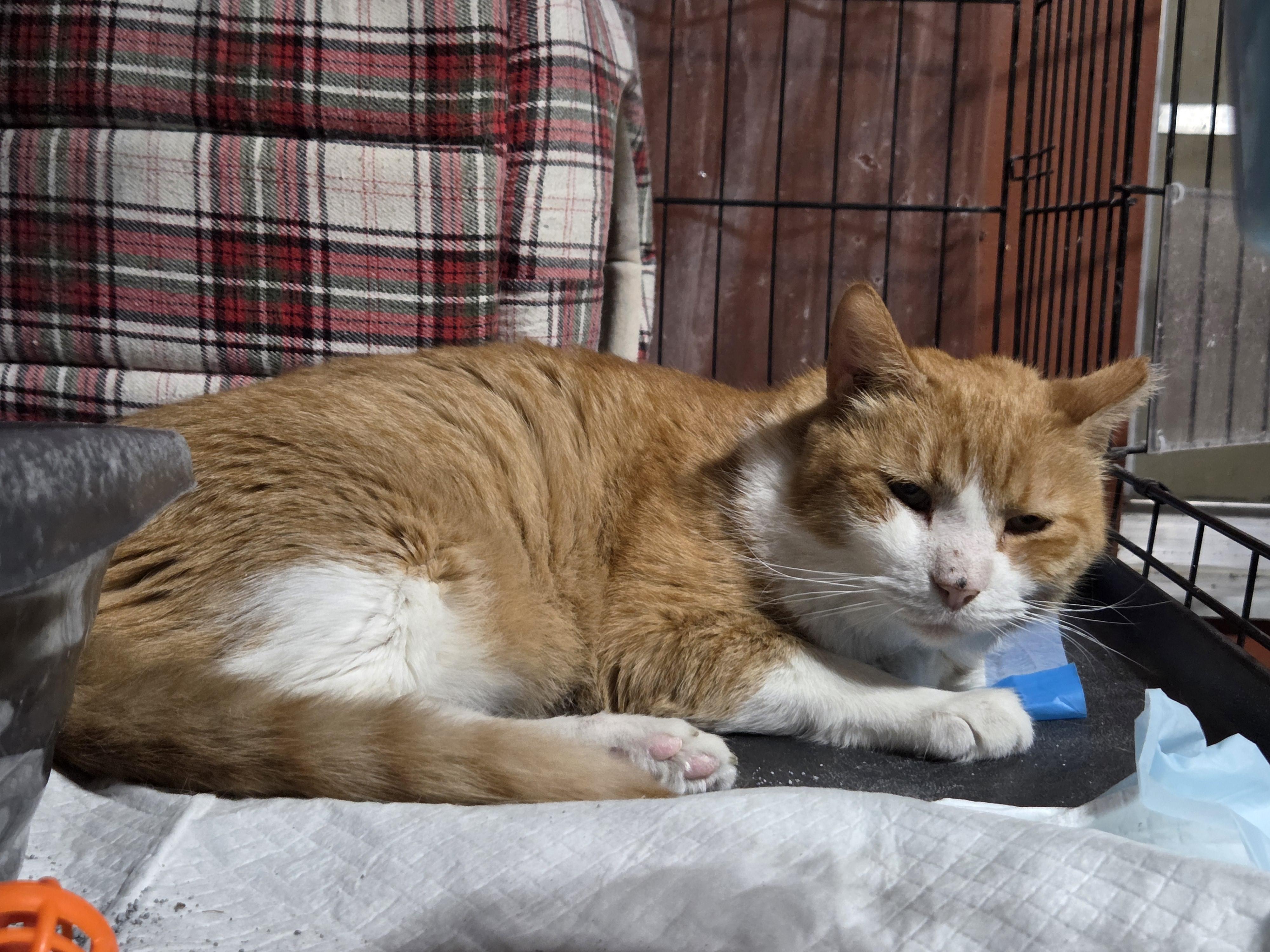 Squeaker, a Adoptable mixed breed in Orlando, FL image 3/4