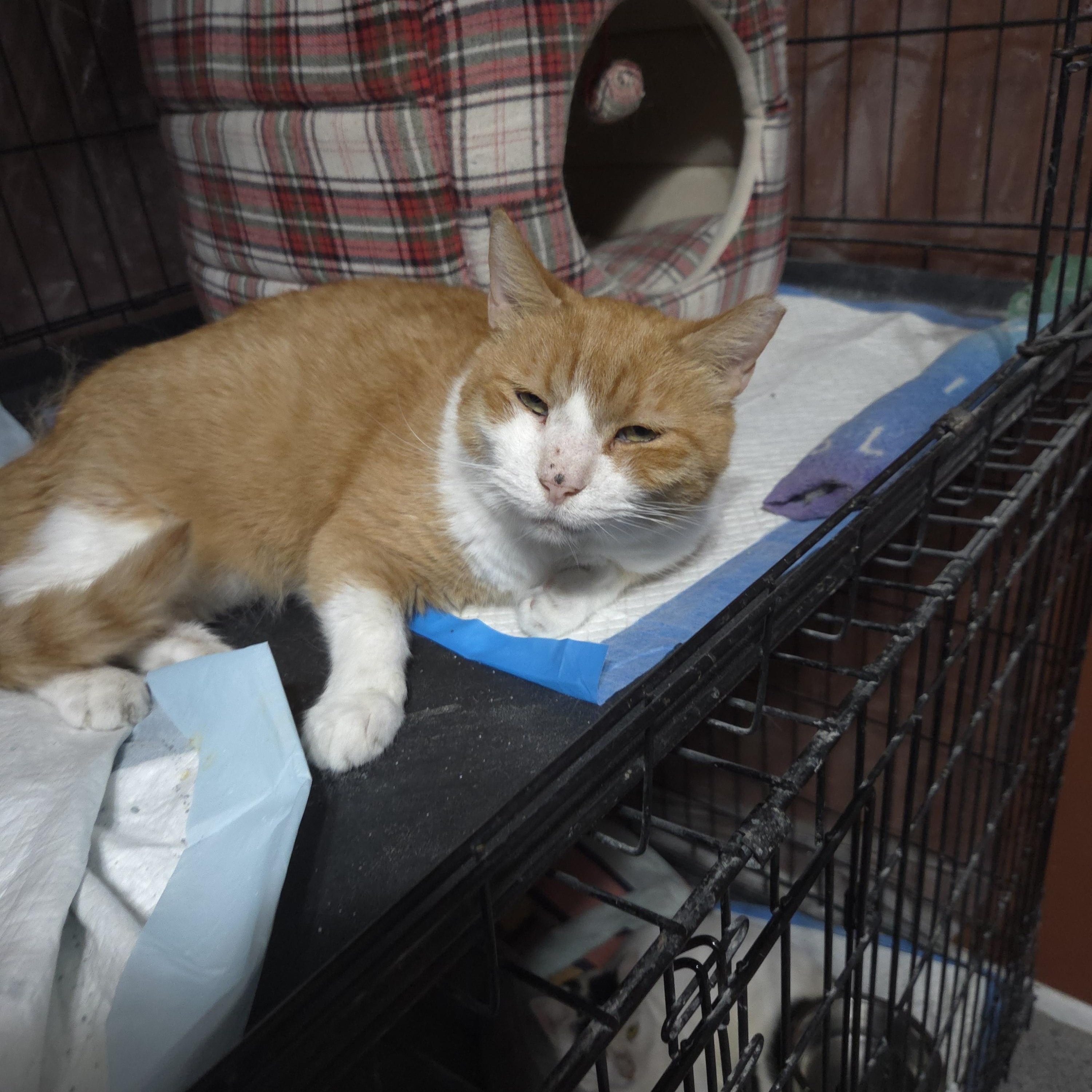 Squeaker, a Adoptable mixed breed in Orlando, FL image 4/4