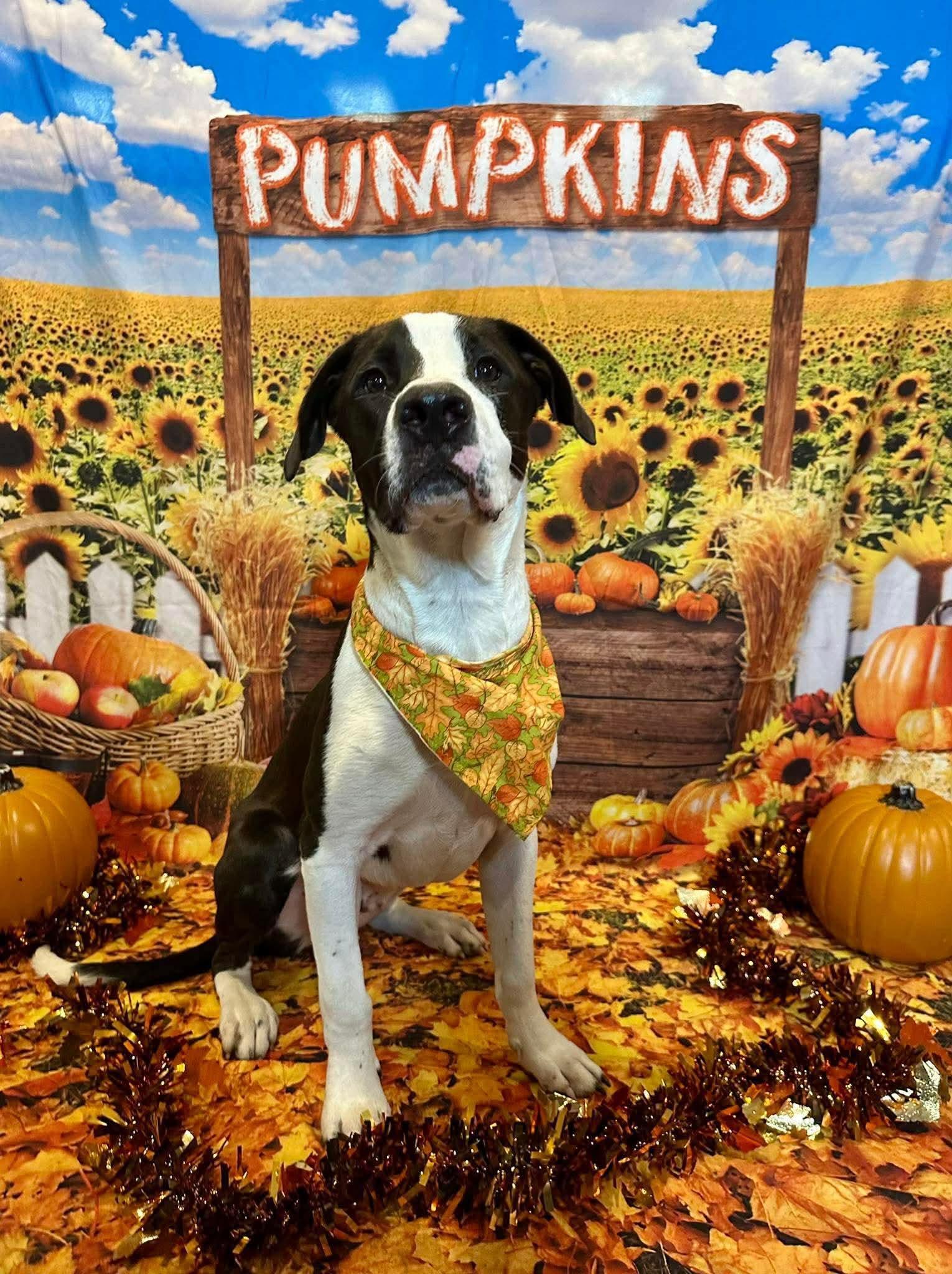Postie, Adoptable, Young Male Labrador Retriever.