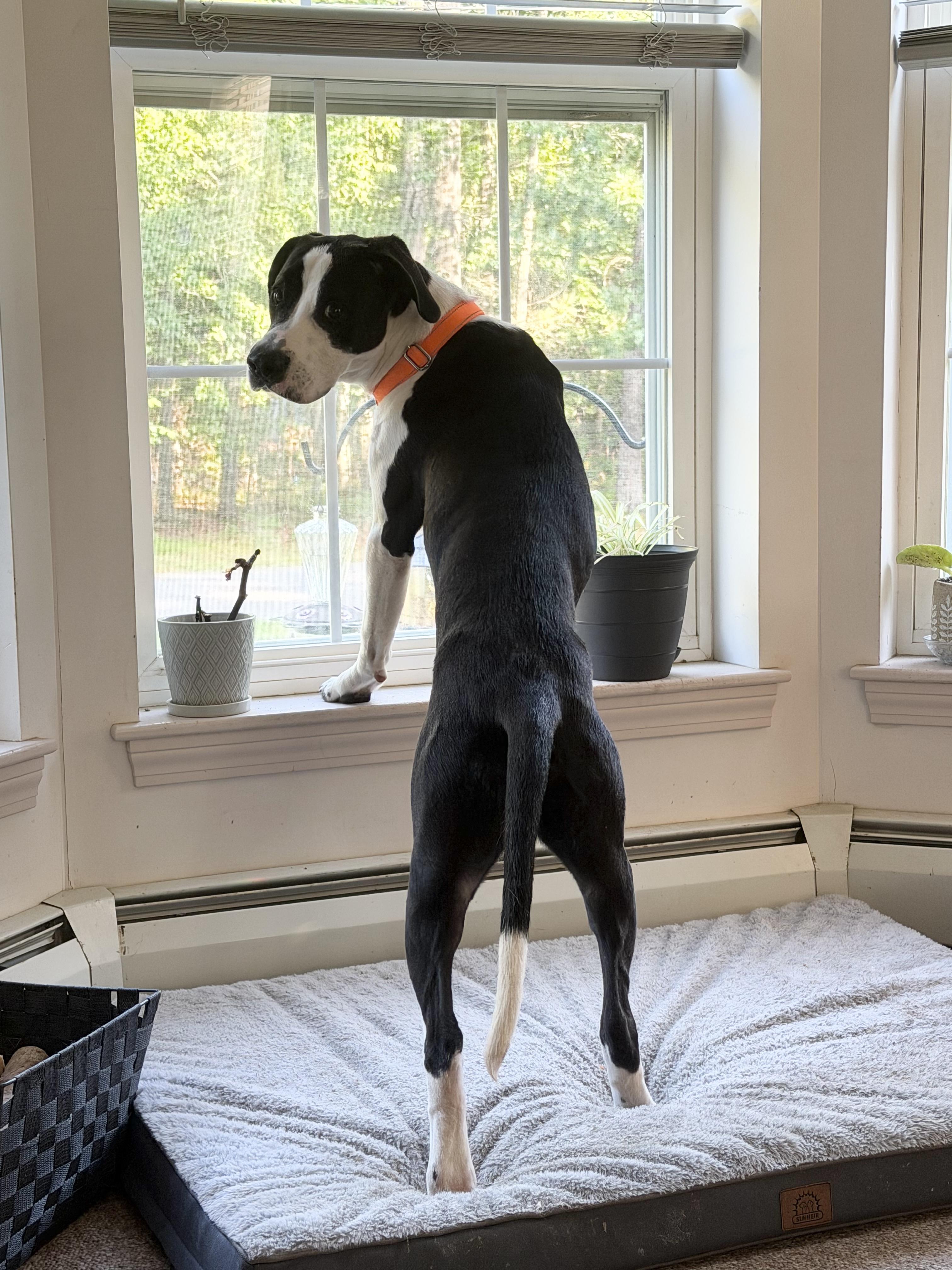 Enlarge Postie, a ADOPTABLE mixed breed in Kennebunk , ME image 1/4