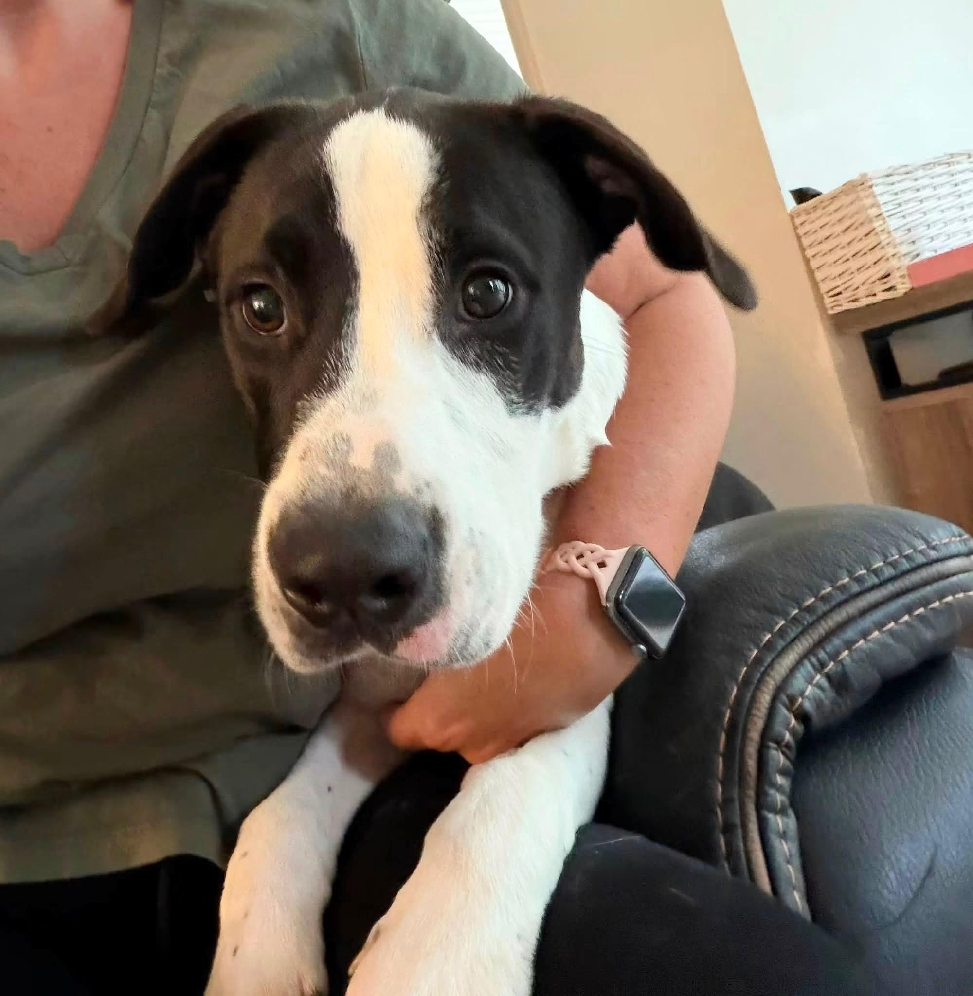 Enlarge Postie, a ADOPTABLE mixed breed in Kennebunk , ME image 4/4
