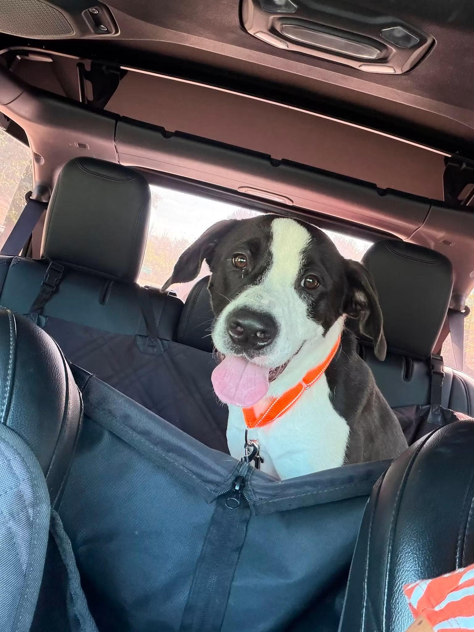Enlarge Postie, a ADOPTABLE mixed breed in Kennebunk , ME image 3/4