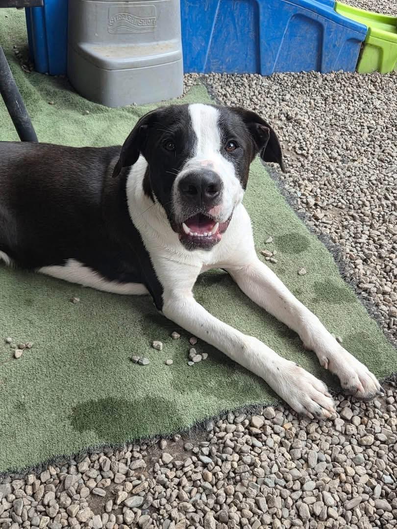 Postie, ADOPTABLE, Young Male Labrador Retriever.
