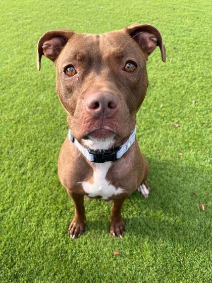 Marabella - 1, Adoptable, Adult Female Mixed Breed & Mixed Breed.