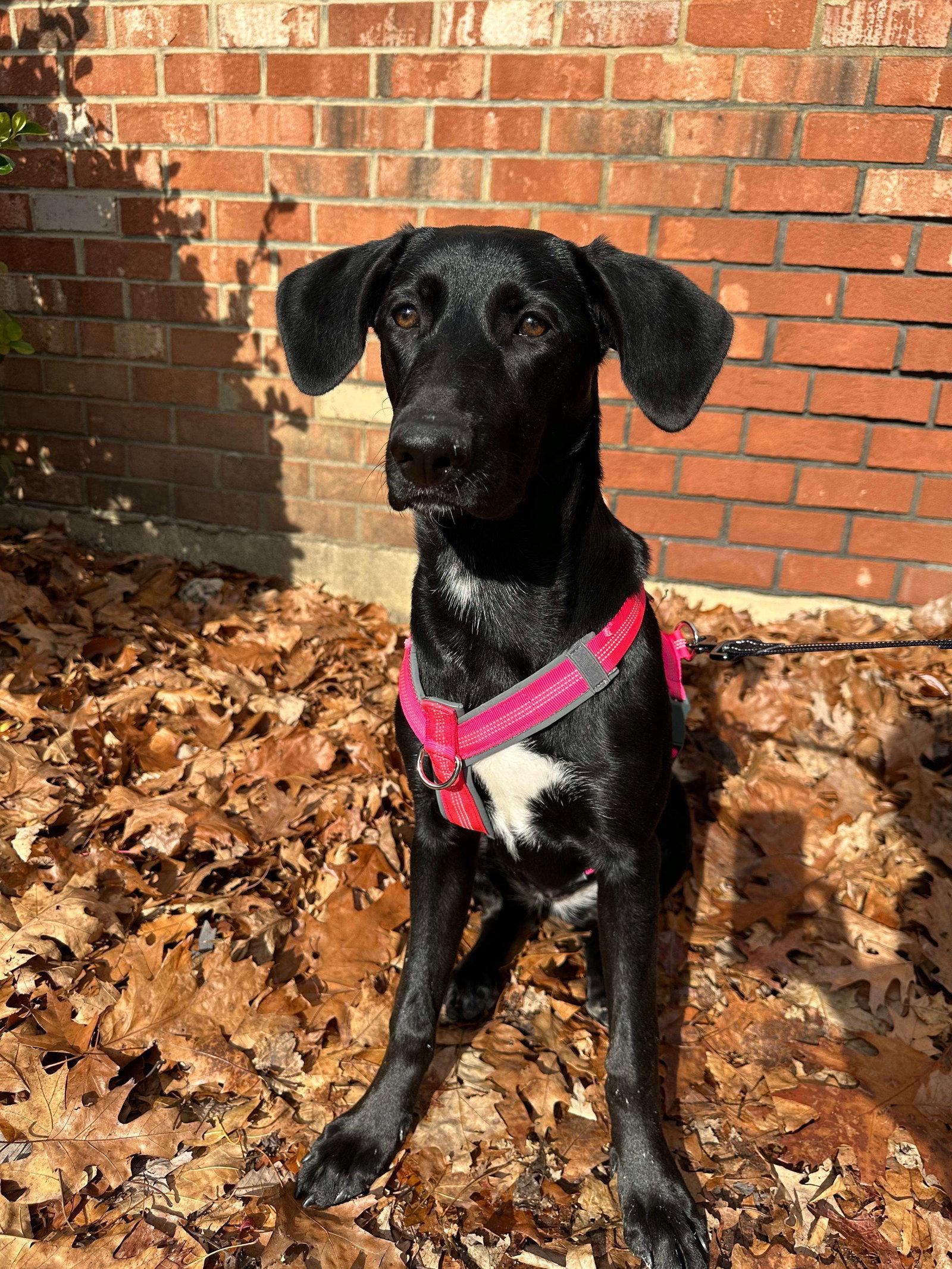 Enlarge Samantha, a Adoptable Labrador Retriever in Cliffwood, NJ image 1/3