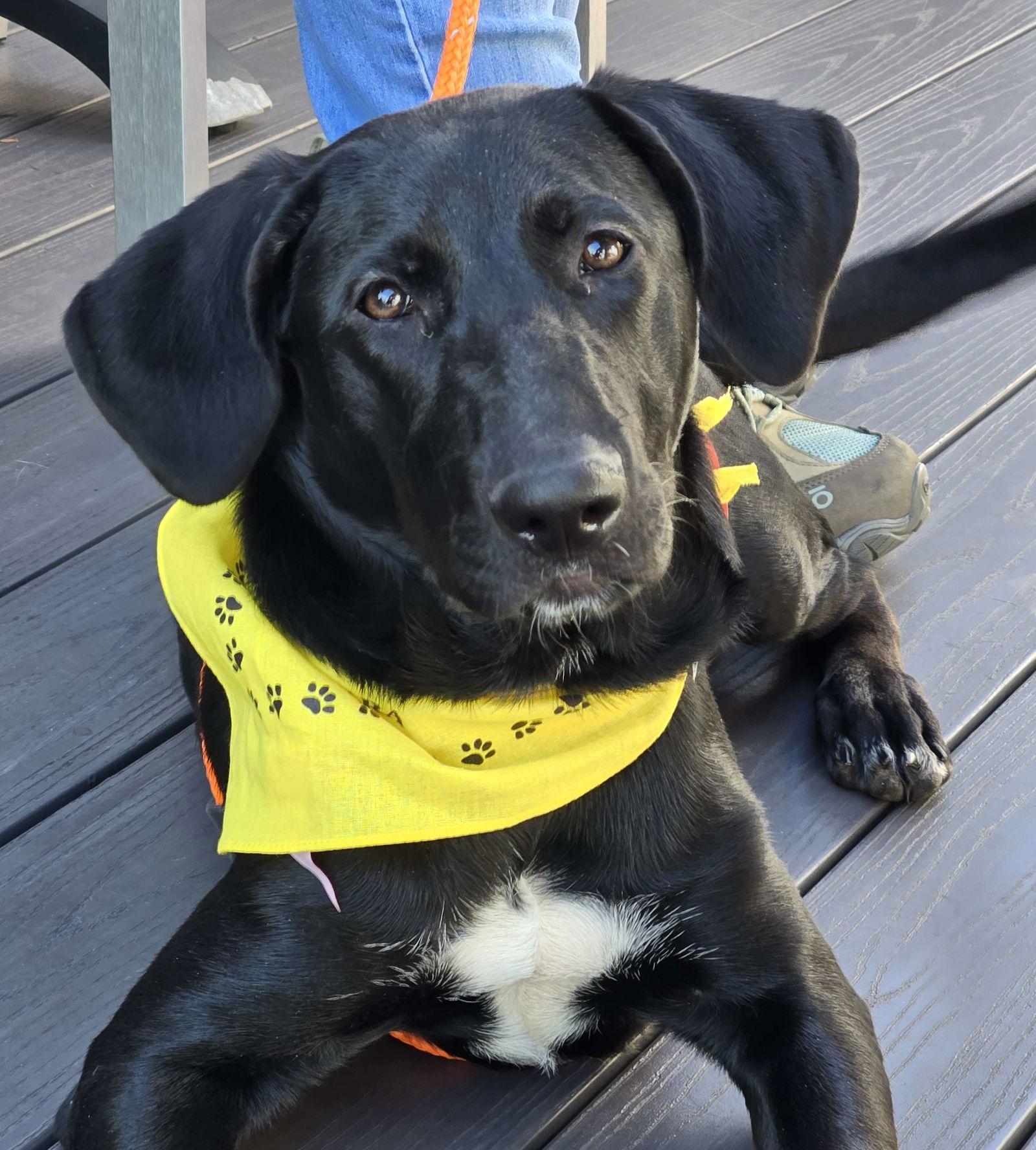 Enlarge Samantha, a Adoptable Labrador Retriever in Cliffwood, NJ image 1/3