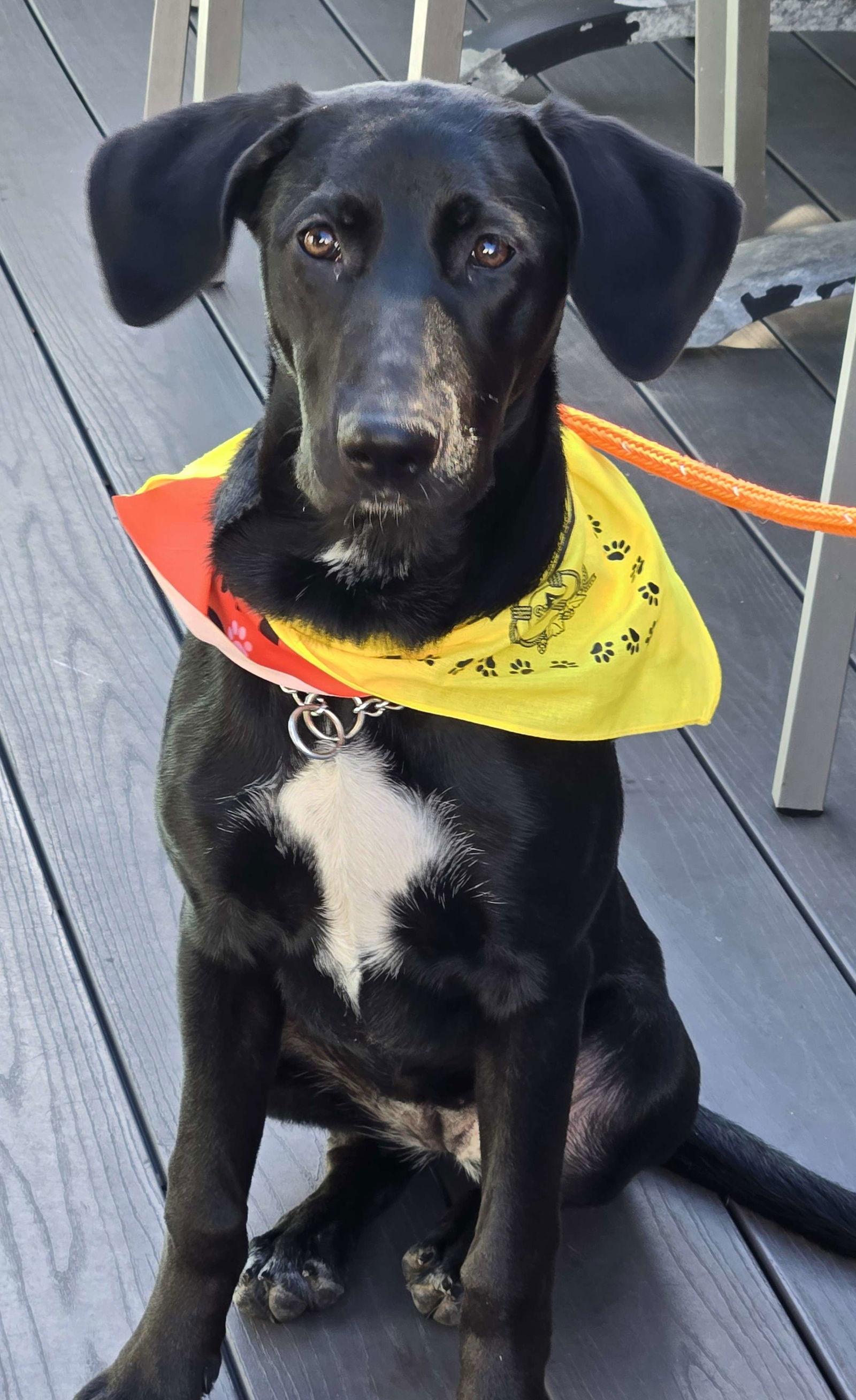Enlarge Samantha, a Adoptable Labrador Retriever in Cliffwood, NJ image 2/3