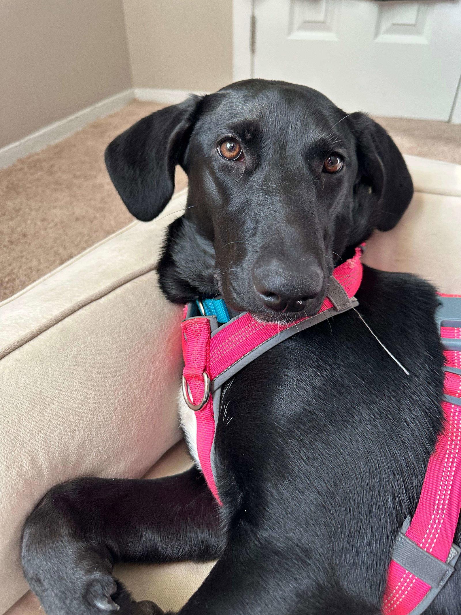 Enlarge Samantha, a Adoptable Labrador Retriever in Cliffwood, NJ image 2/3