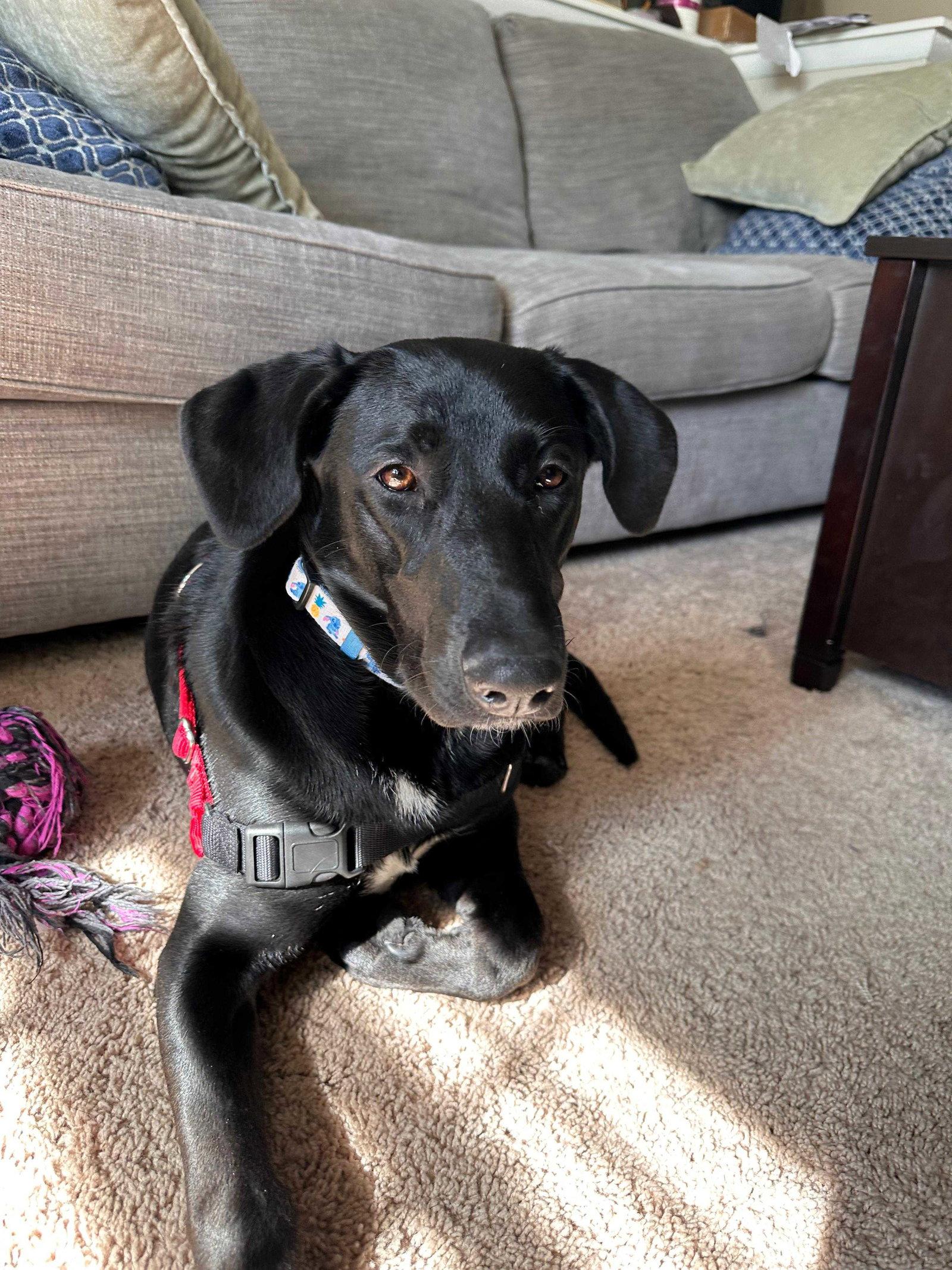 Enlarge Samantha, a Adoptable Labrador Retriever in Cliffwood, NJ image 3/3