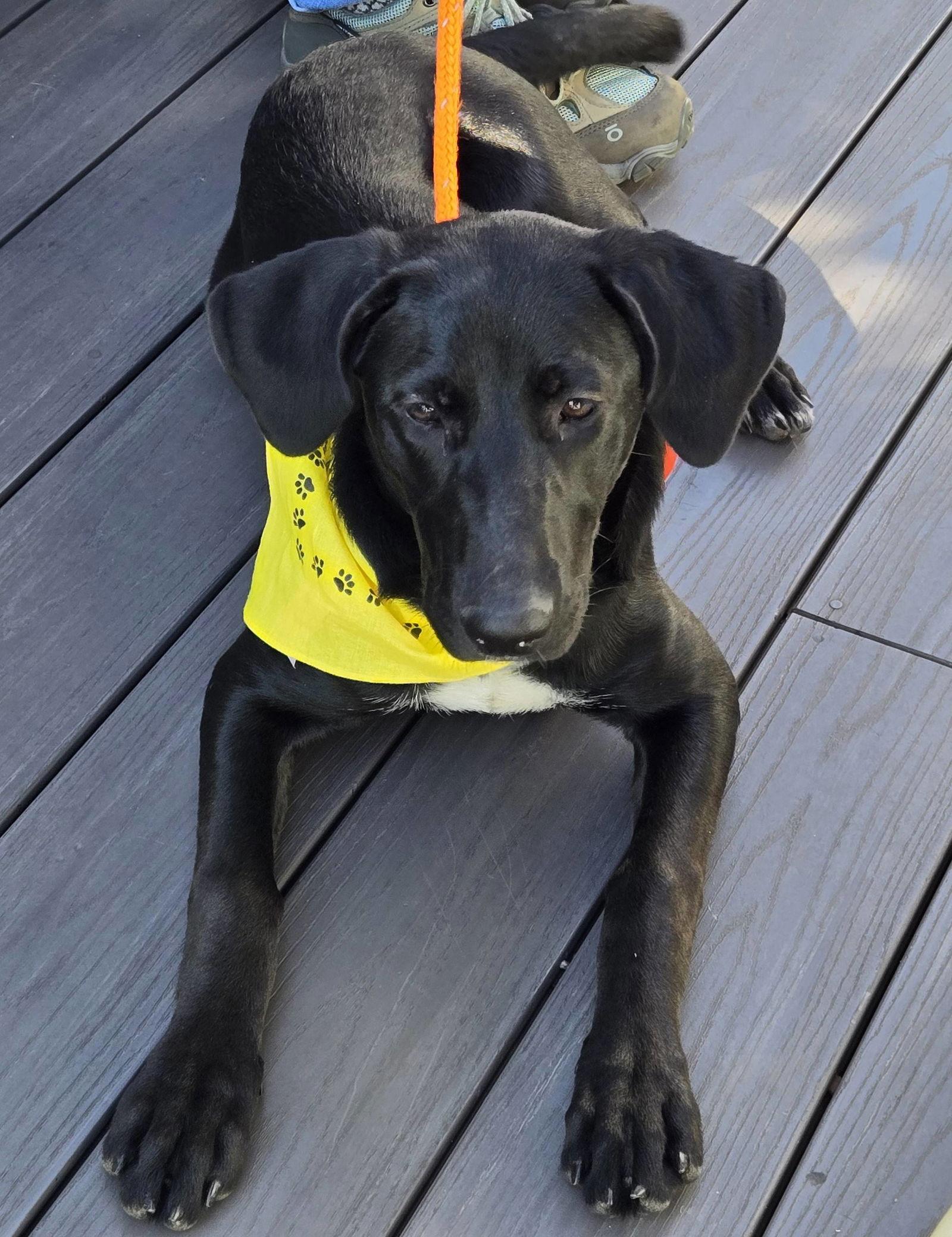 Enlarge Samantha, a Adoptable Labrador Retriever in Cliffwood, NJ image 3/3
