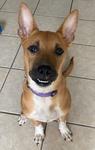 A'Ja, ADOPTABLE, Young Female Terrier & Cattle Dog.
