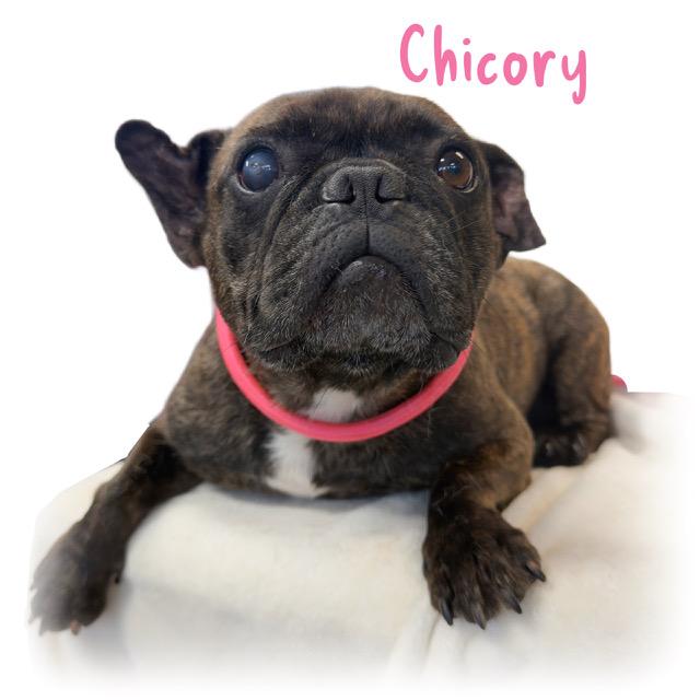 Chicory, adopted, Adult Female French Bulldog.