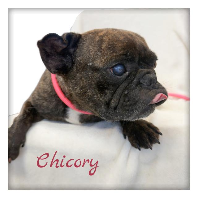 Chicory, an adopted French Bulldog in Tulsa, OK image 3/3