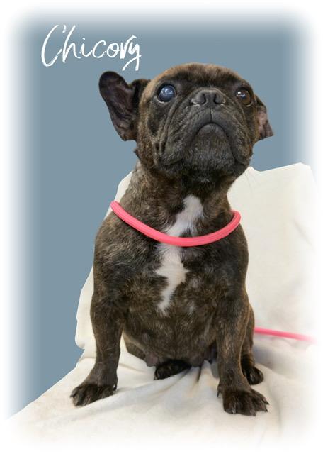 Chicory, an adopted French Bulldog in Tulsa, OK image 2/3