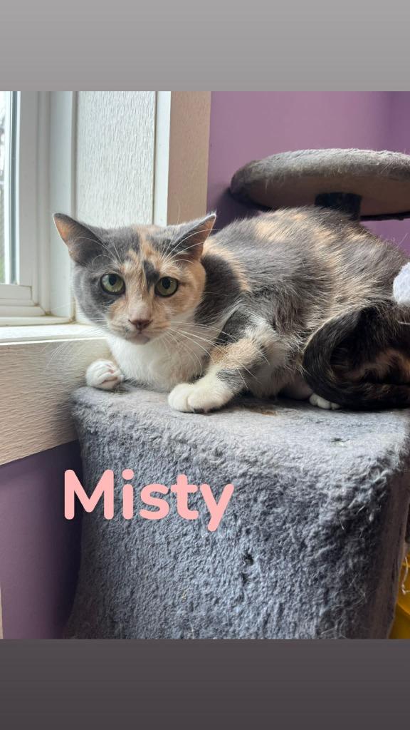 Enlarge Misty, a Adoptable mixed breed in Kendallville, IN image 1/1