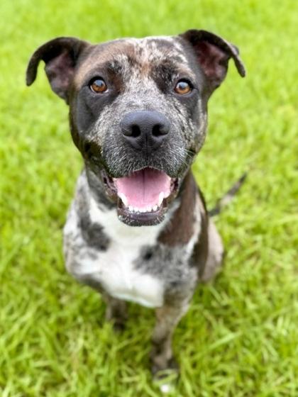 Enlarge Eve, a Adoptable Mixed Breed in Port Saint Joe, FL image 1/3