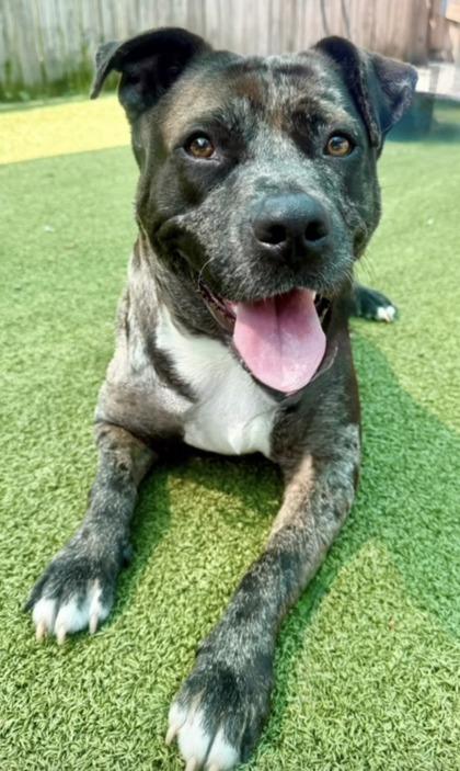 Eve, a Adoptable Mixed Breed in Port Saint Joe, FL image 2/3