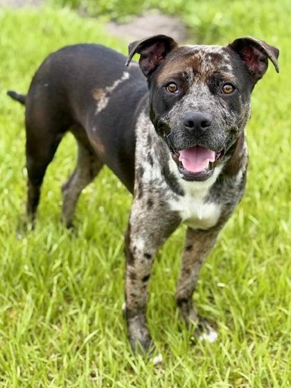 Eve, Adoptable, Young Female Mixed Breed & Mixed Breed.