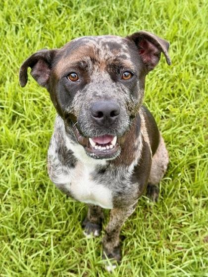 Enlarge Eve, a Adoptable Mixed Breed in Port Saint Joe, FL image 3/3