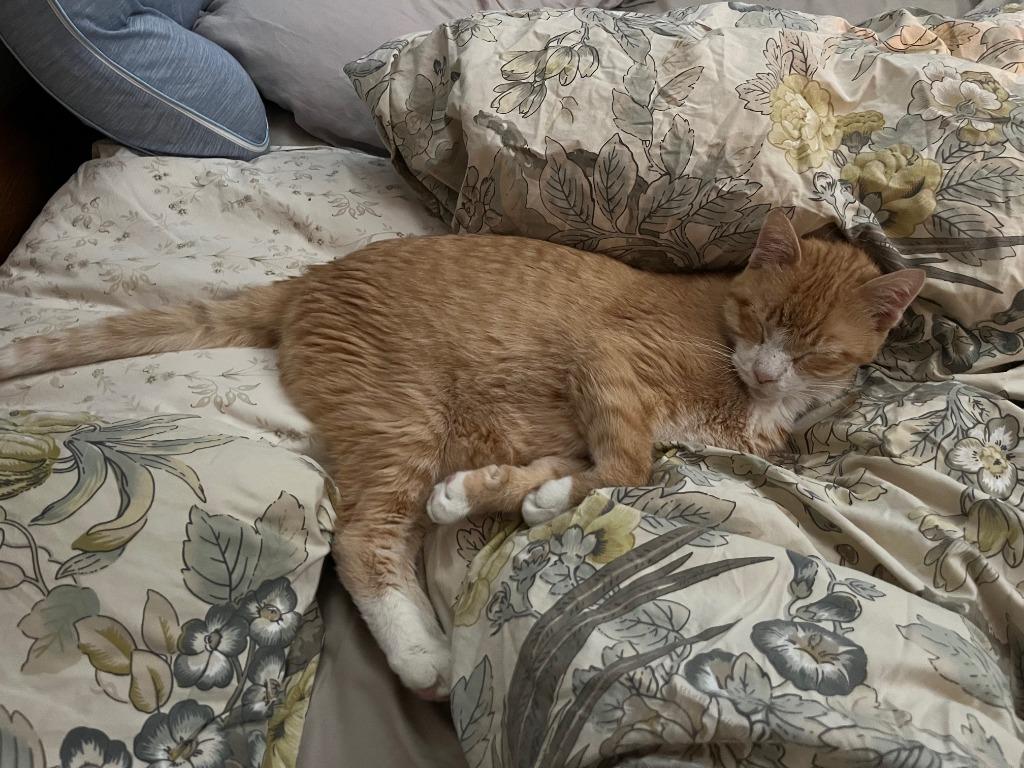Clawed, Adoptable, Senior Male Domestic Short Hair.